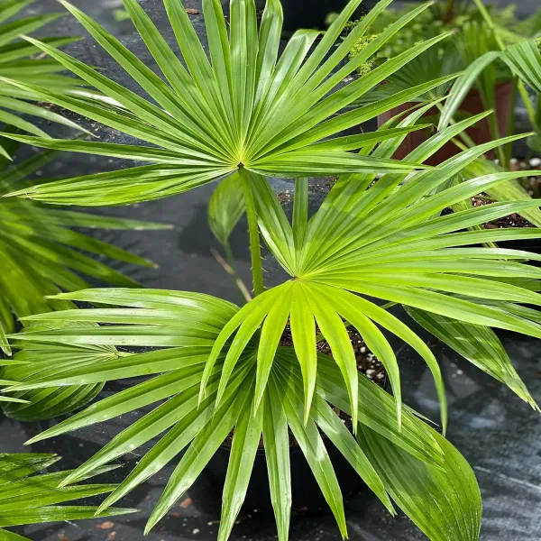Chinese_Fan_Palm_Ornamental_Plants_Tree_1_5_3_Feet_Size