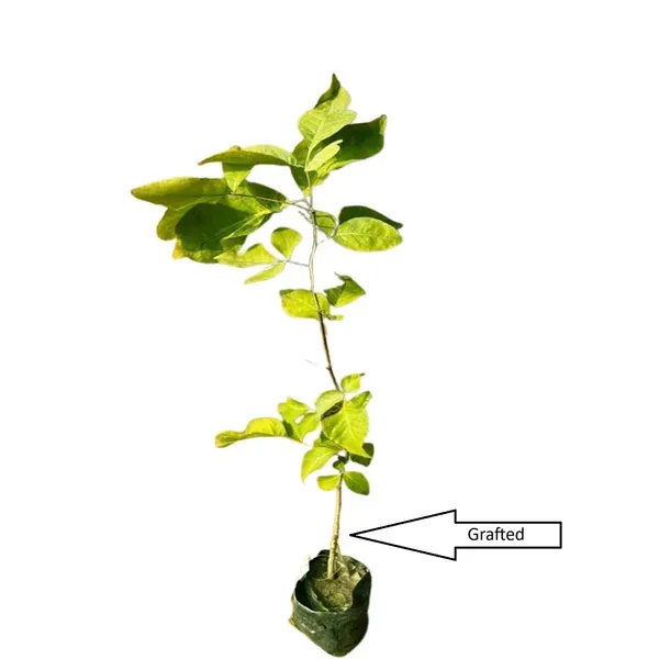 Thai_Bel_Bael_Bilva_Grafted_Fruit_Plants_Tree_1_2_Feet_Size