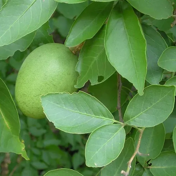 Thai_Bel_Bael_Bilva_Grafted_Fruit_Plants_Tree_1_2_Feet_Size