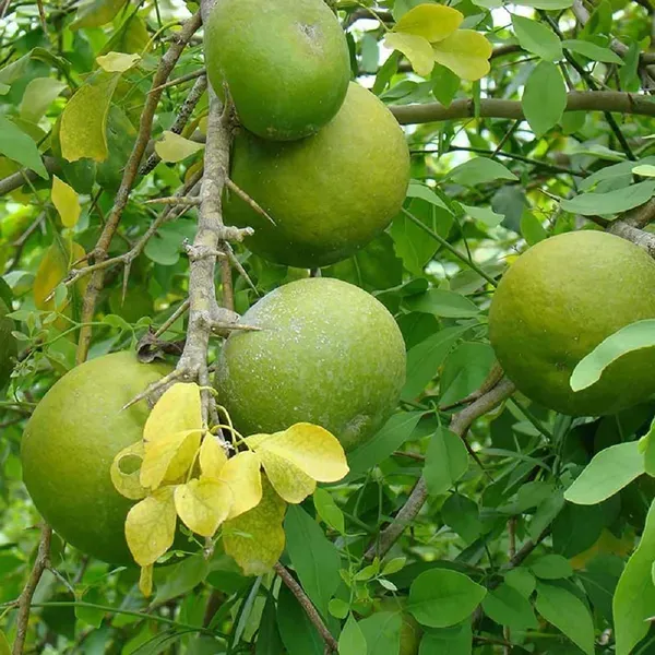 Thai_Bel_Bael_Bilva_Grafted_Fruit_Plants_Tree_1_2_Feet_Size