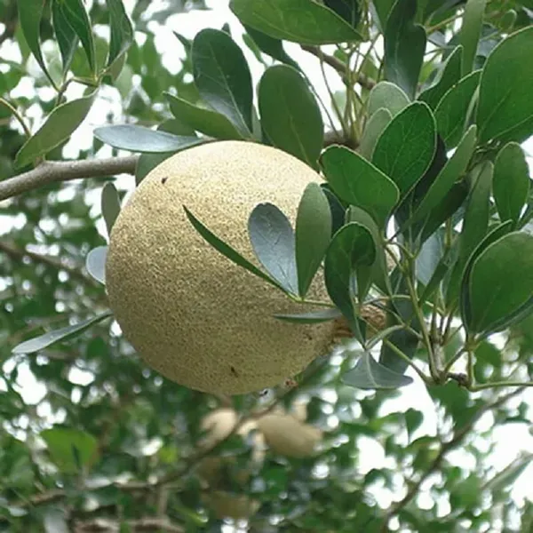 Thai_Wood_Apple_Kot_Bel_Bael_Bilva_Variety_Grafted_Fruit_Plants_Tree_1_5