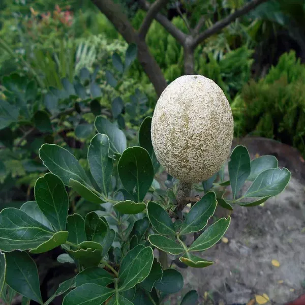 Thai_Wood_Apple_Kot_Bel_Bael_Bilva_Variety_Grafted_Fruit_Plants_Tree_1_5