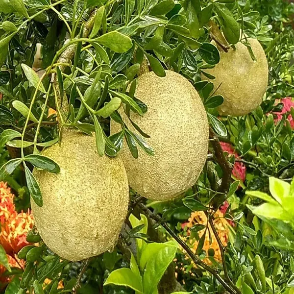 Thai_Wood_Apple_Kot_Bel_Bael_Bilva_Variety_Grafted_Fruit_Plants_Tree_1_5
