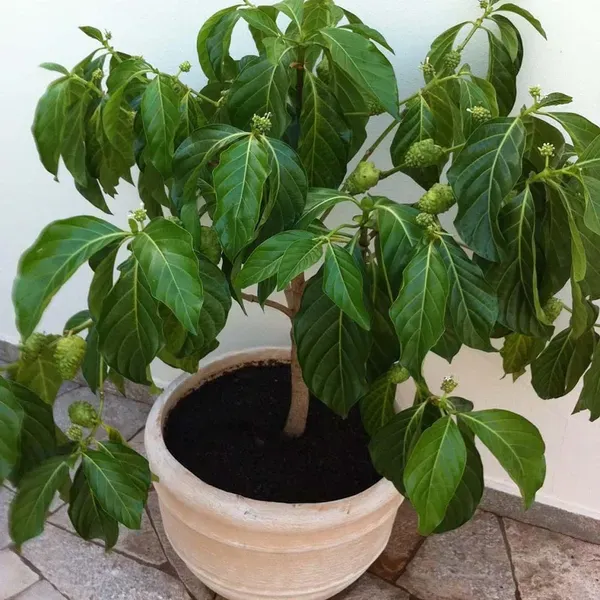 Noni_Cheese_Fruit_Plants_Tree_1_5_3_Feet_Size