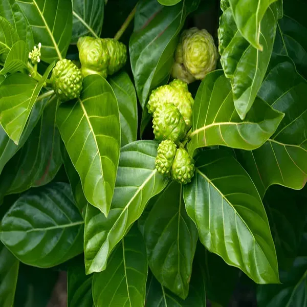 Noni_Cheese_Fruit_Plants_Tree_1_5_3_Feet_Size