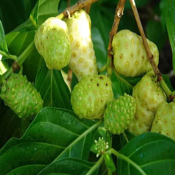 Noni_Cheese_Fruit_Plants_Tree_1_5_3_Feet_Size