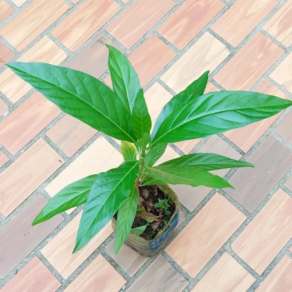 Noni_Cheese_Fruit_Plants_Tree_1_5_3_Feet_Size