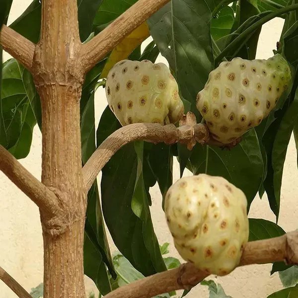 Noni_Cheese_Fruit_Plants_Tree_1_5_3_Feet_Size