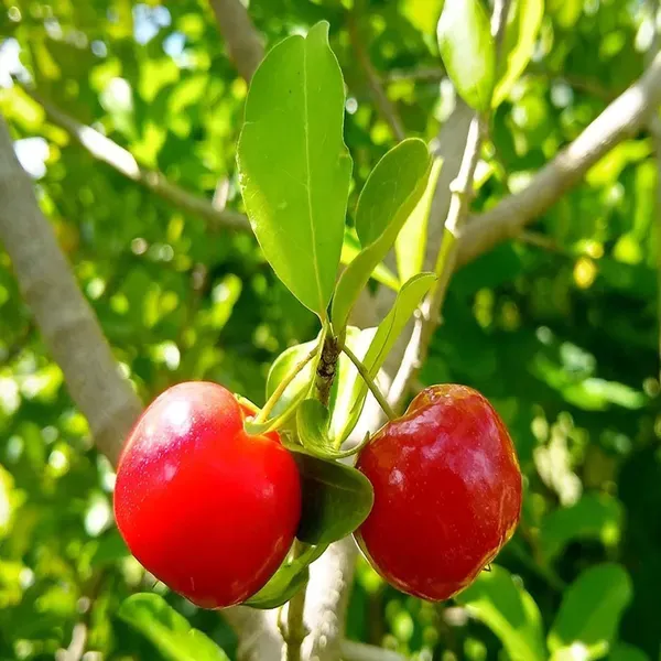 Barbados_Cherry_Apple_Cherries_Fruit_Air_Layering_Grafted_Plants_Tree_1
