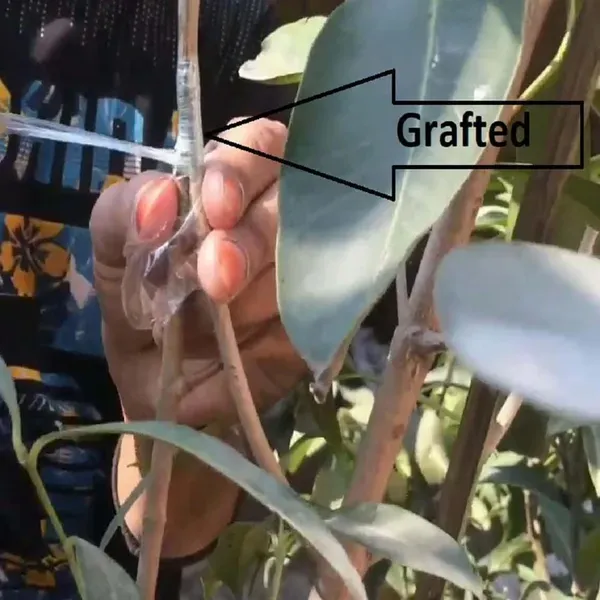 Seedless_Black_Jamun_Jambolan_Grafted_Jam_Fruit_Plants_Tree_1_5_3_Feet_Si