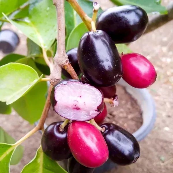 Seedless_Black_Jamun_Jambolan_Grafted_Jam_Fruit_Plants_Tree_1_5_3_Feet_Si