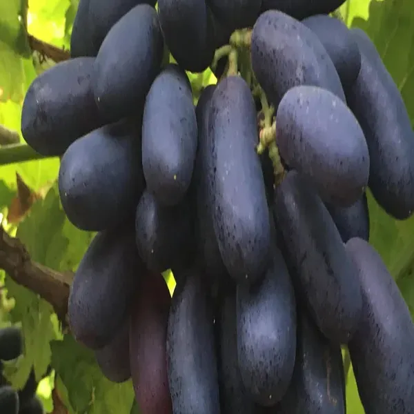 Black_Sharad_Seedless_Grapes_Angoor_Fruit_Air_Layering_Grafted_Plants_T