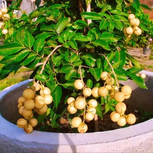Kohala_Hawaii_Longan_Grafted_Fruit_Plants_Tree_1_2_Feet_Size