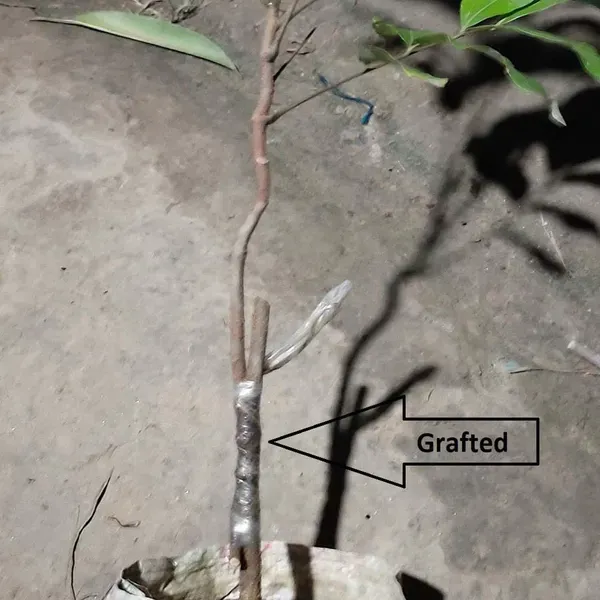 Kohala_Hawaii_Longan_Grafted_Fruit_Plants_Tree_1_2_Feet_Size