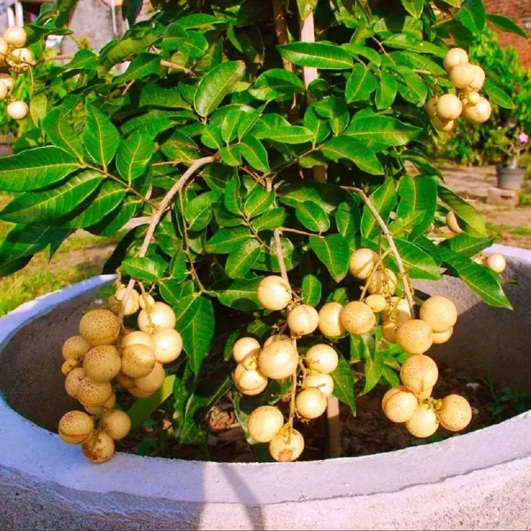 Kohala_Hawaii_Longan_Grafted_Fruit_Plants_Tree_1_2_Feet_Size