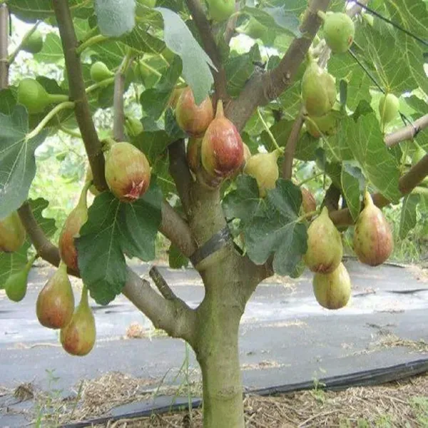 Yellow_Excel_Anjeer_Fig_Fruit_Air_Layering_Grafted_Plants_Tree_1_2_Feet