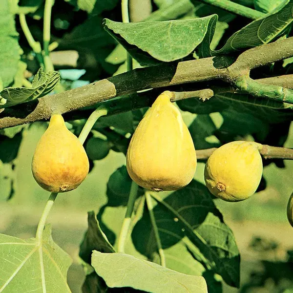 Yellow_Excel_Anjeer_Fig_Fruit_Air_Layering_Grafted_Plants_Tree_1_2_Feet