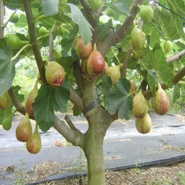 Yellow_Excel_Anjeer_Fig_Fruit_Air_Layering_Grafted_Plants_Tree_1_2_Feet
