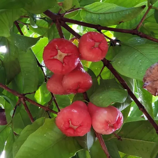 Red_Wax_Apple_Water_Apple_Java_Apple_Variety_Fruit_Air_Layering_Grafted_P