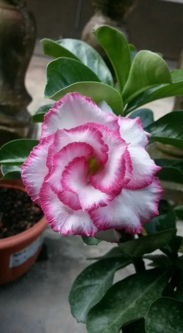 Rosey_Verity_Adenium_Grafted_Flowers_Plant