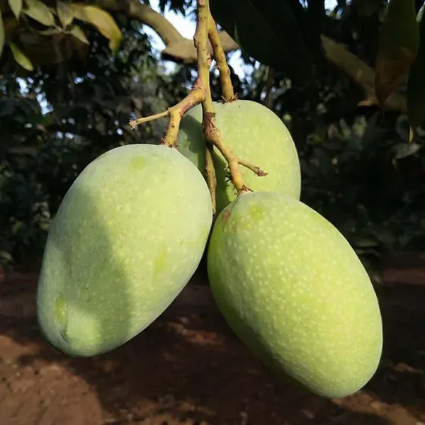 Langra_King_Of_Mango_Grafted_Aam_Fruit_Plants_Tree_1_5_3_Feet_Size