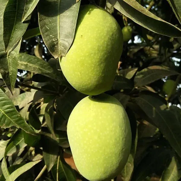Langra_King_Of_Mango_Grafted_Aam_Fruit_Plants_Tree_1_5_3_Feet_Size