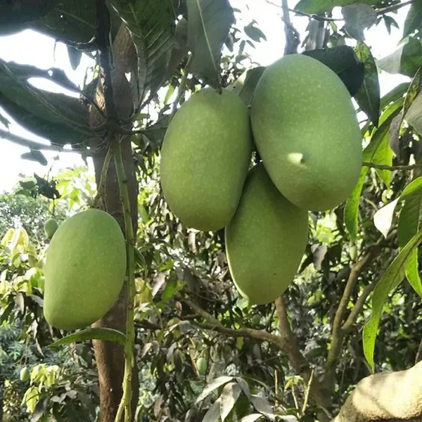 Langra_King_Of_Mango_Grafted_Aam_Fruit_Plants_Tree_1_5_3_Feet_Size