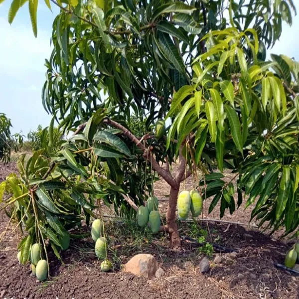 Langra_King_Of_Mango_Grafted_Aam_Fruit_Plants_Tree_1_5_3_Feet_Size