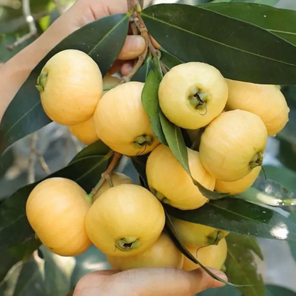 Rose_Apple_Gulab_Jamun_Jambos_Fruit_Air_Layering_Grafted_Plants_Tree_1