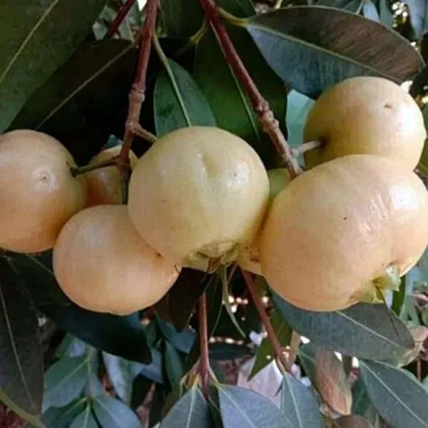 Rose_Apple_Gulab_Jamun_Jambos_Fruit_Air_Layering_Grafted_Plants_Tree_1