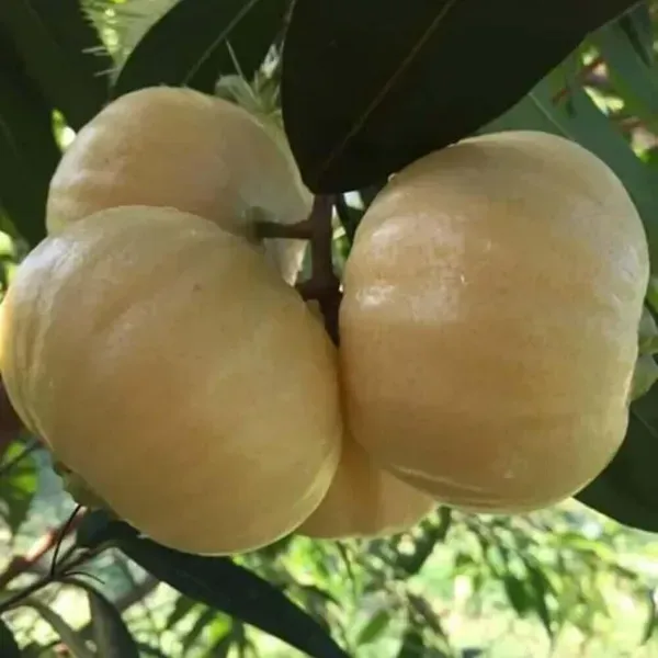 Rose_Apple_Gulab_Jamun_Jambos_Fruit_Air_Layering_Grafted_Plants_Tree_1