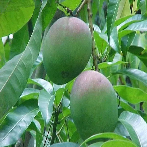 Bombay_Green_Shehroli_Mango_Grafted_Aam_Fruit_Plants_Tree_1_5_3_Feet_Siz