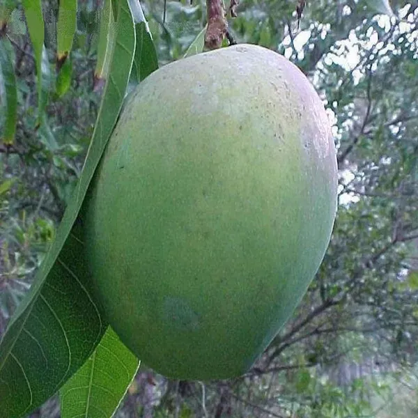 Bombay_Green_Shehroli_Mango_Grafted_Aam_Fruit_Plants_Tree_1_5_3_Feet_Siz