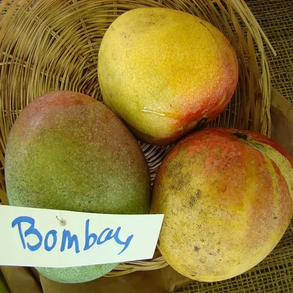 Bombay_Green_Shehroli_Mango_Grafted_Aam_Fruit_Plants_Tree_1_5_3_Feet_Siz
