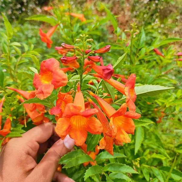 Red_Colour_Tecoma_Climbers_Flower_Plants_Tree_1_2_Feet_Size