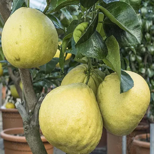 Assembly_Pomelo_Grapefruit_Jambura_Gaint_Chakotra_Batabi_Lebu_Kambili_Naran