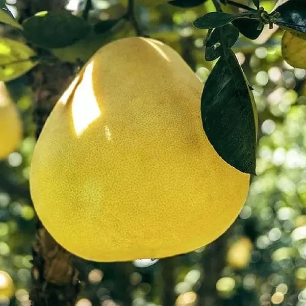 Assembly_Pomelo_Grapefruit_Jambura_Gaint_Chakotra_Batabi_Lebu_Kambili_Naran