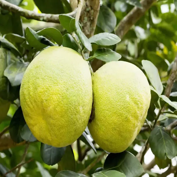 Assembly_Pomelo_Grapefruit_Jambura_Gaint_Chakotra_Batabi_Lebu_Kambili_Naran