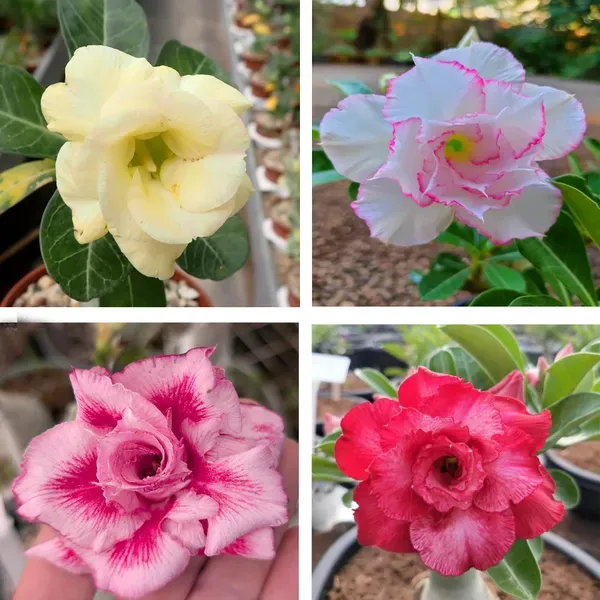 Adenium_Grafted_Flowers_Plant_Pack_Of_4