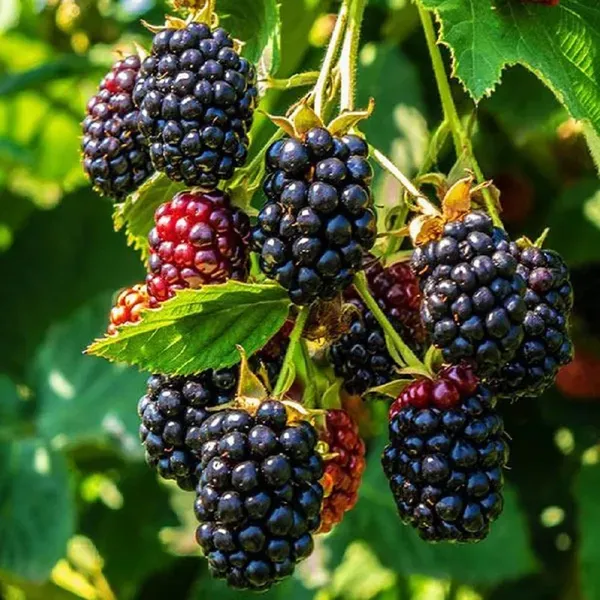 Blackberry_Climbing_Fruit_Plants_Tree