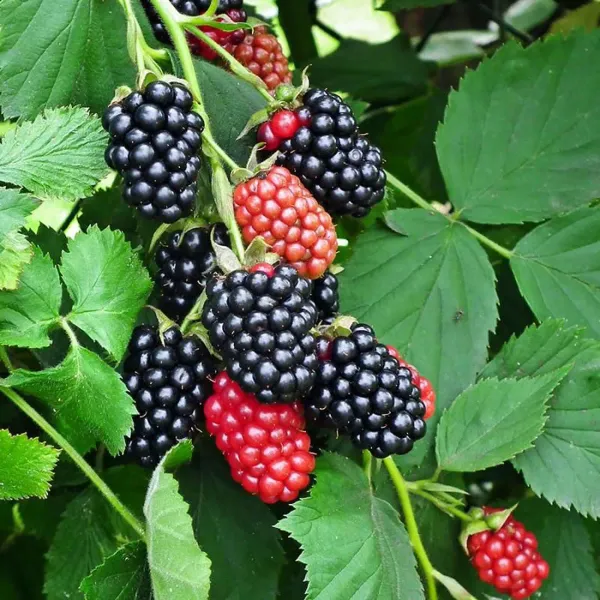 Blackberry_Climbing_Fruit_Plants_Tree