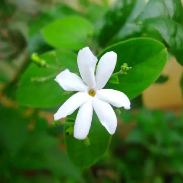 Juhi_Jasminum_Auriculatum_Fragrant_Flower_Plants_Tree_1_2_Feet_Size
