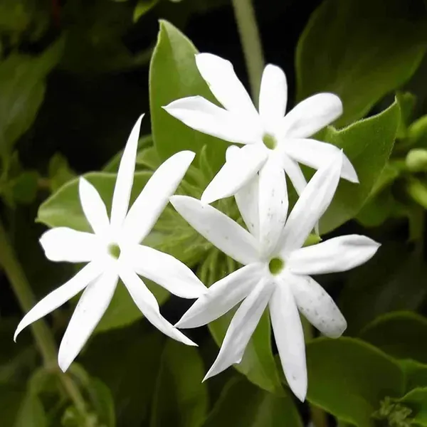 Juhi_Jasminum_Auriculatum_Fragrant_Flower_Plants_Tree_1_2_Feet_Size