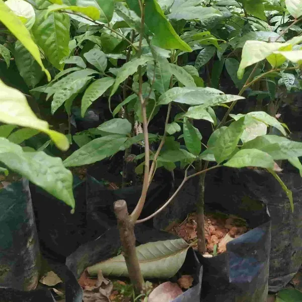 Schoolboy_Rambutan_Fruit_Grafted_Plants_Tree_1_5_3_Feet_Size