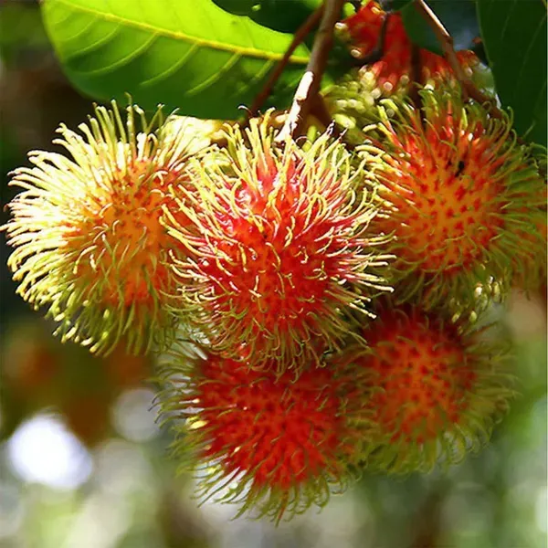 Schoolboy_Rambutan_Fruit_Grafted_Plants_Tree_1_5_3_Feet_Size