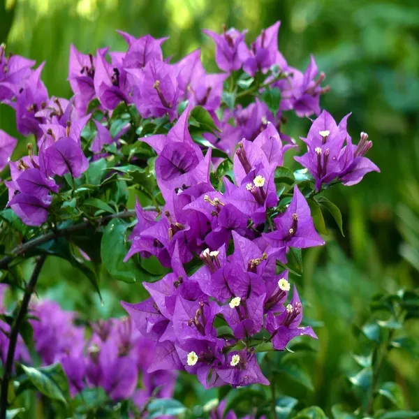 Purple_Colour_Bougainvillea_Kagoj_Ful_Shrubs_Flower_Plants_Tree_1_2_Feet