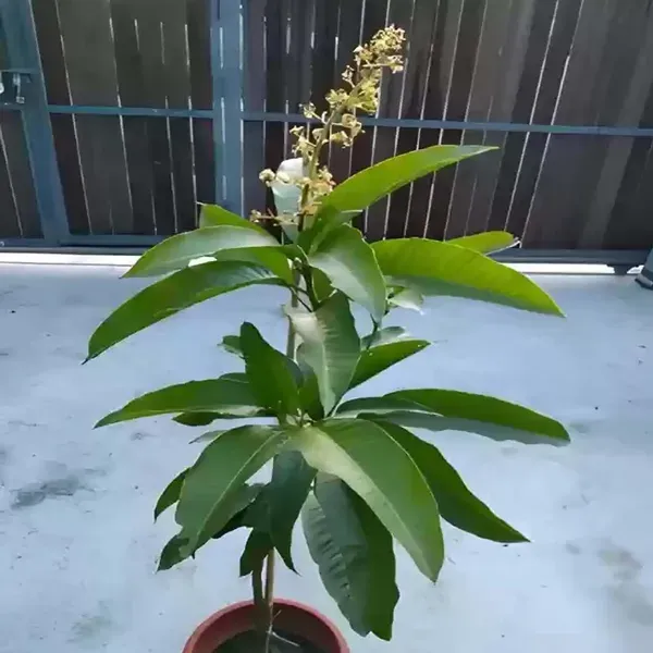 Nurjahan_Noor_Jahan_Mango_Grafted_Aam_Fruit_Plants_Tree_1_5_3_Feet_Size