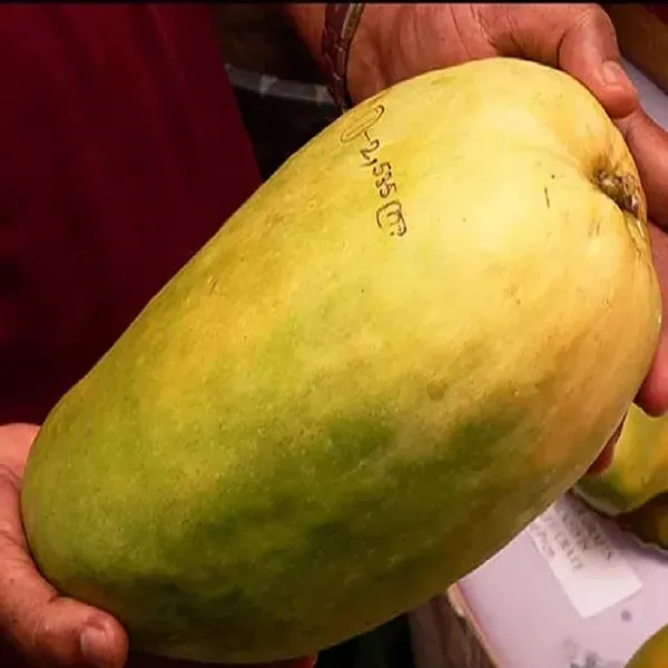 Nurjahan_Noor_Jahan_Mango_Grafted_Aam_Fruit_Plants_Tree_1_5_3_Feet_Size