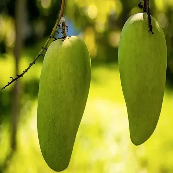 Nurjahan_Noor_Jahan_Mango_Grafted_Aam_Fruit_Plants_Tree_1_5_3_Feet_Size