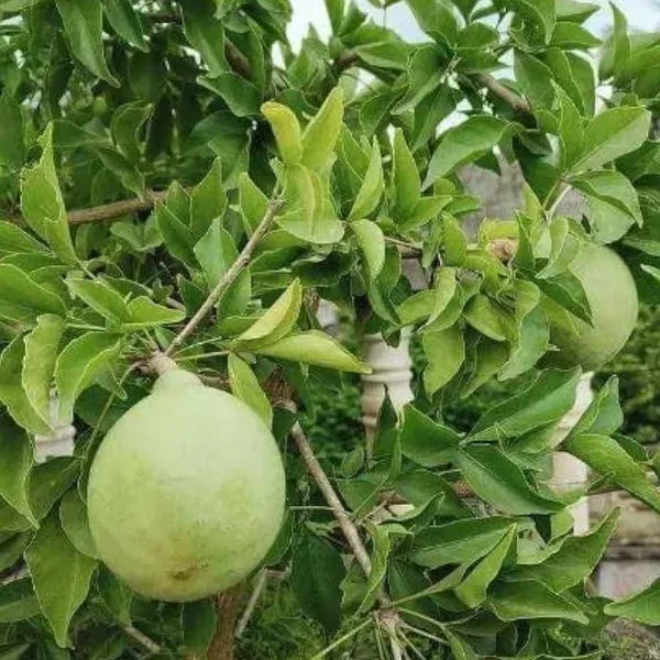 Seedling_Bel_Bael_Bilva_Fruit_Plants_Tree_1_2_Feet_Size